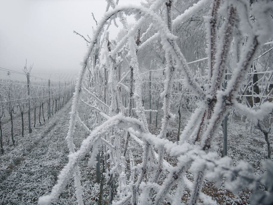 Beyond the City: Winter Walking in the Bordeaux Vineyards