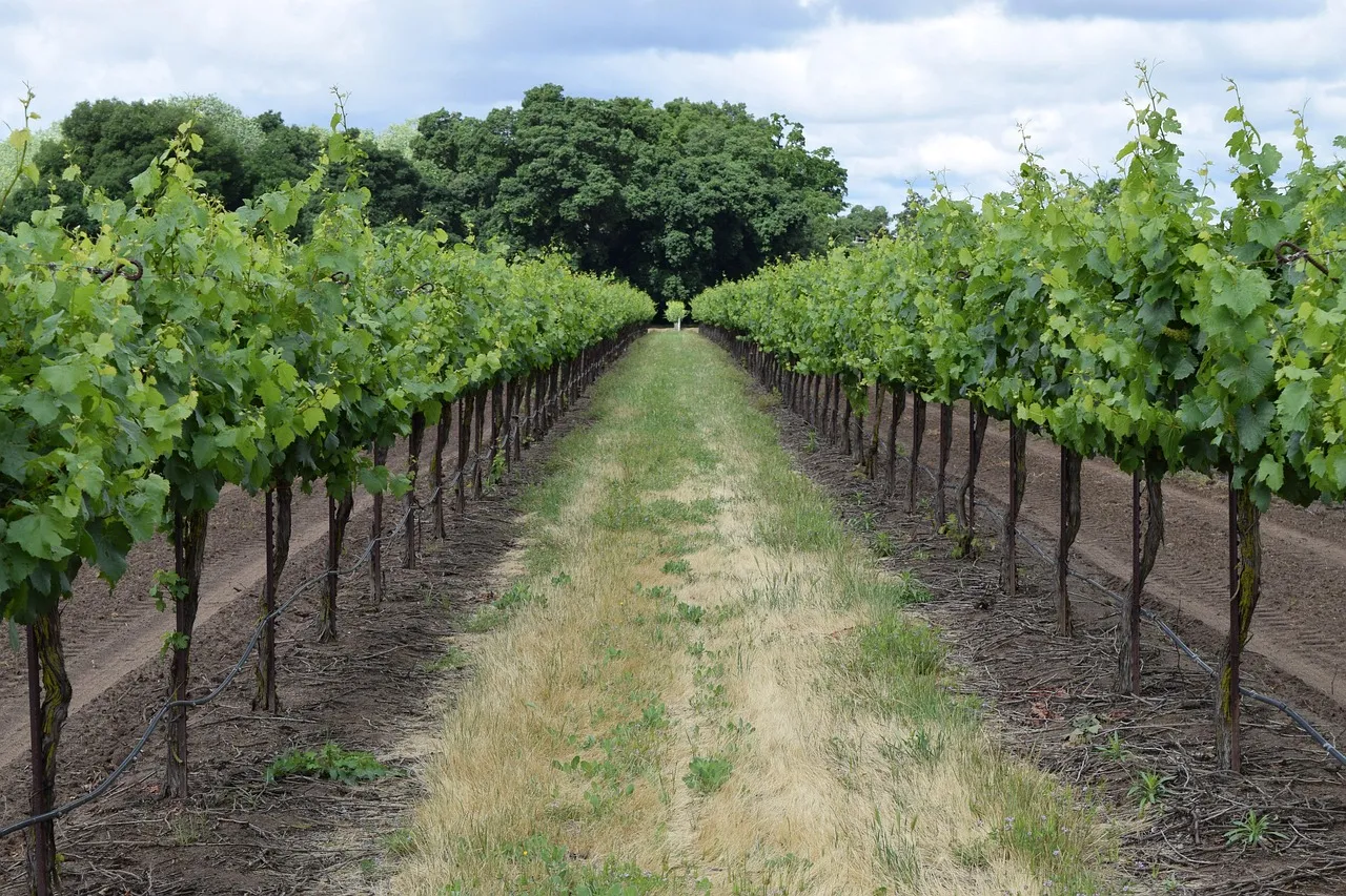 <strong>Wine Experiences Bordeaux July</strong>