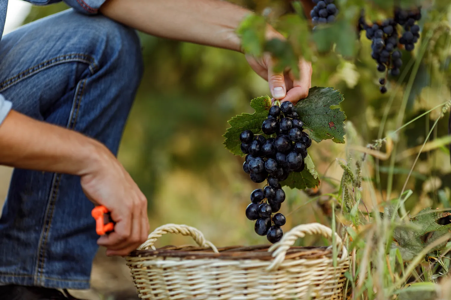 <strong>When Is the Bordeaux Wine Harvest?</strong>