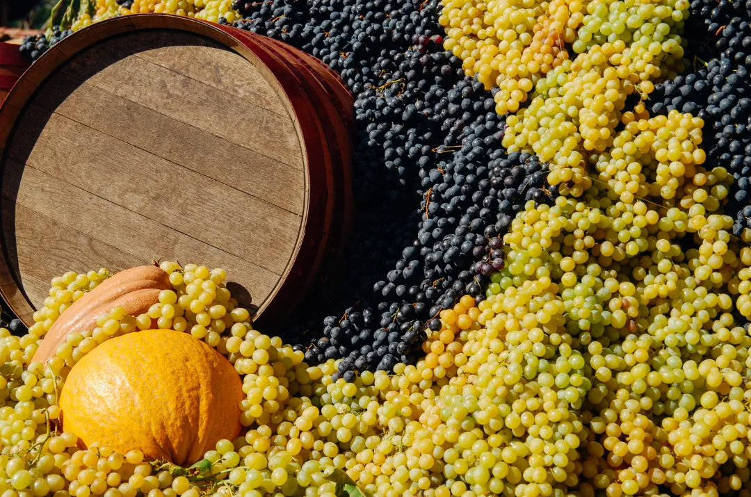 <strong>Appellation Pavilions and Wine Tastings</strong>