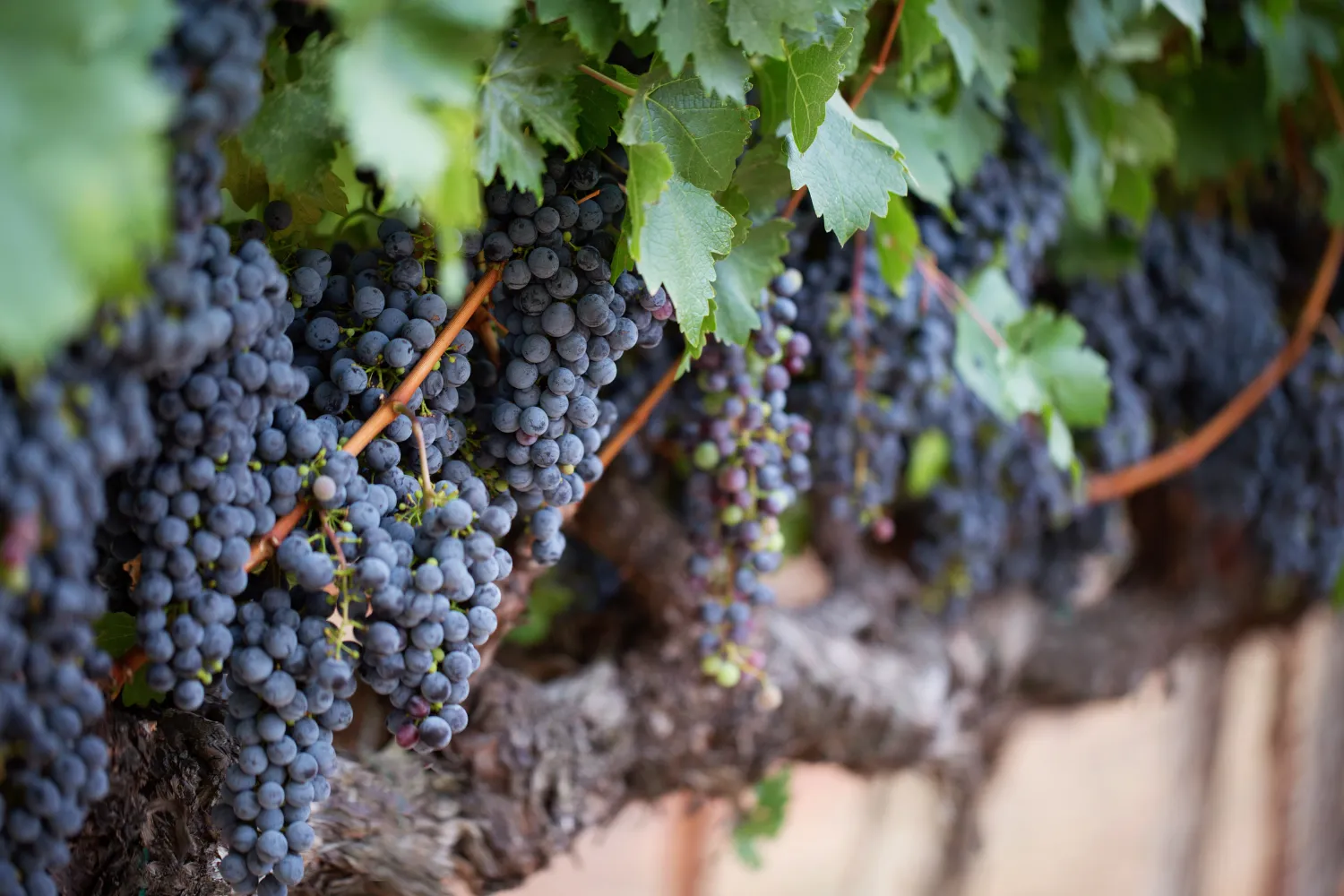 <strong>Grape Harvest Festivals and Events</strong>