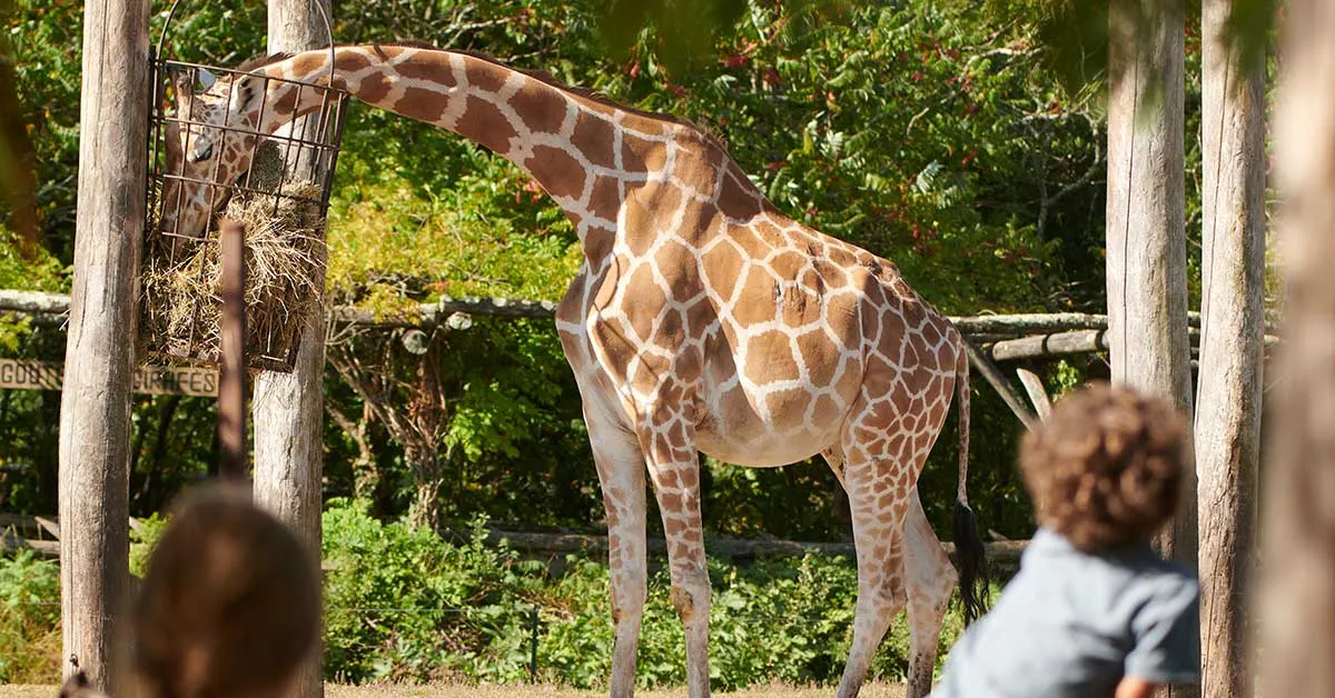 <strong>Zoo de Bordeaux Pessac</strong>