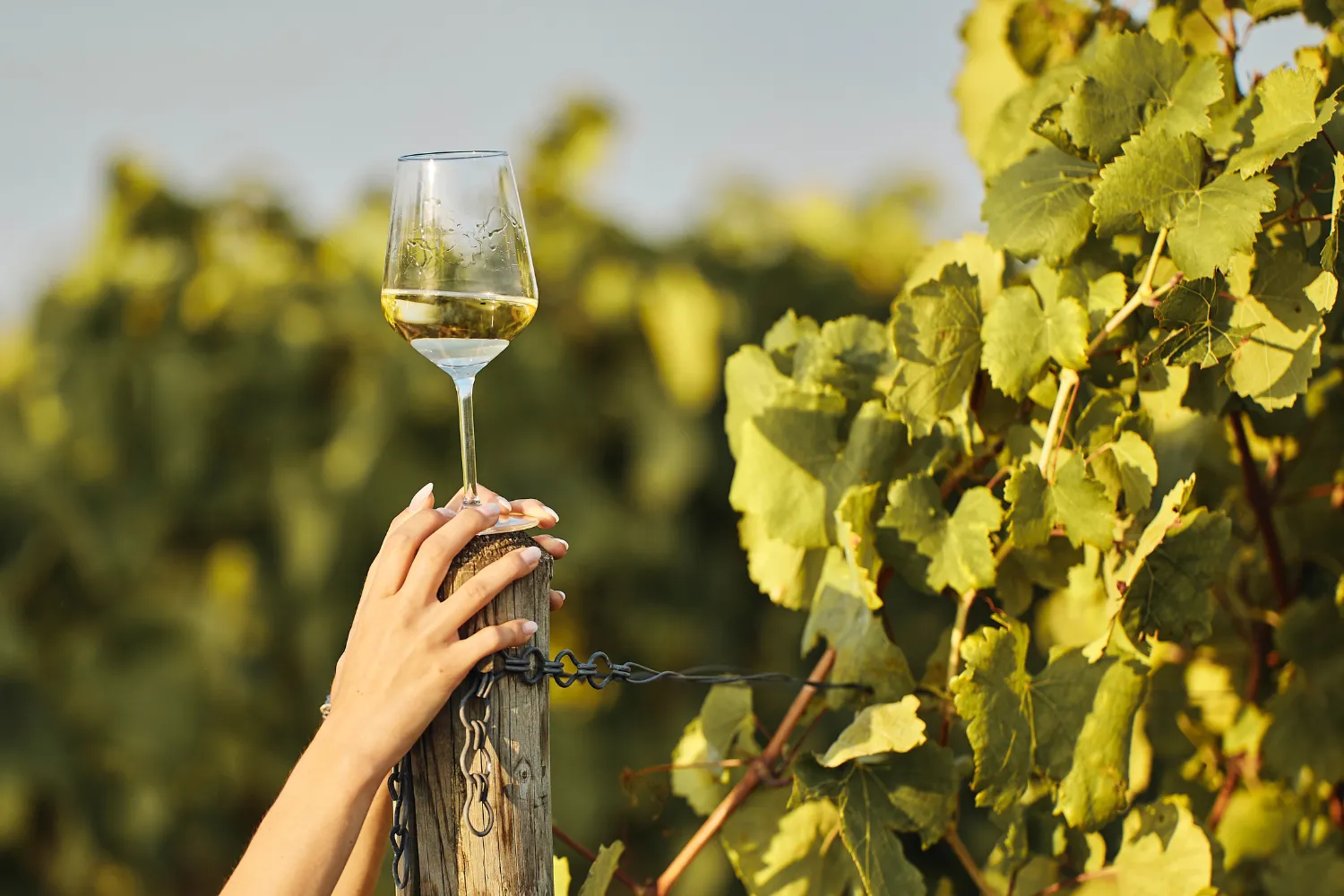 <strong>1. Bordeaux is the world capital of wine</strong>