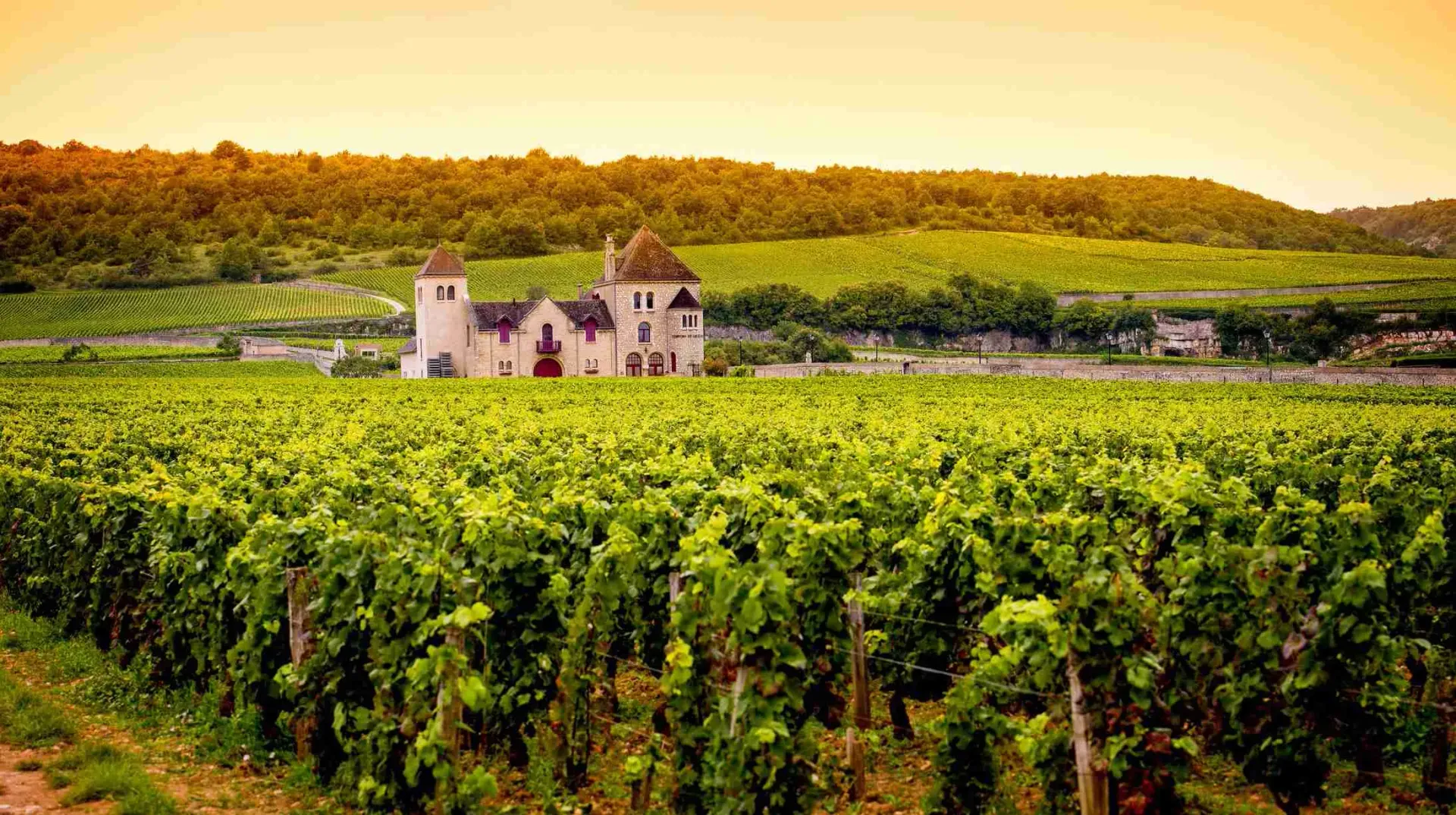 Burgundy: The Art of Precision