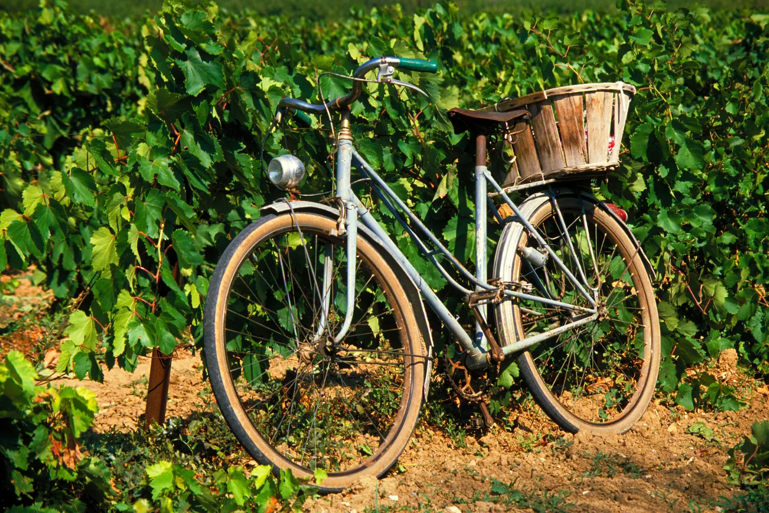 <strong>Cycling to the Vineyards</strong>