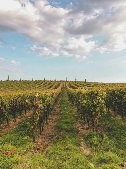 <strong>Day trips from Bordeaux in August</strong>