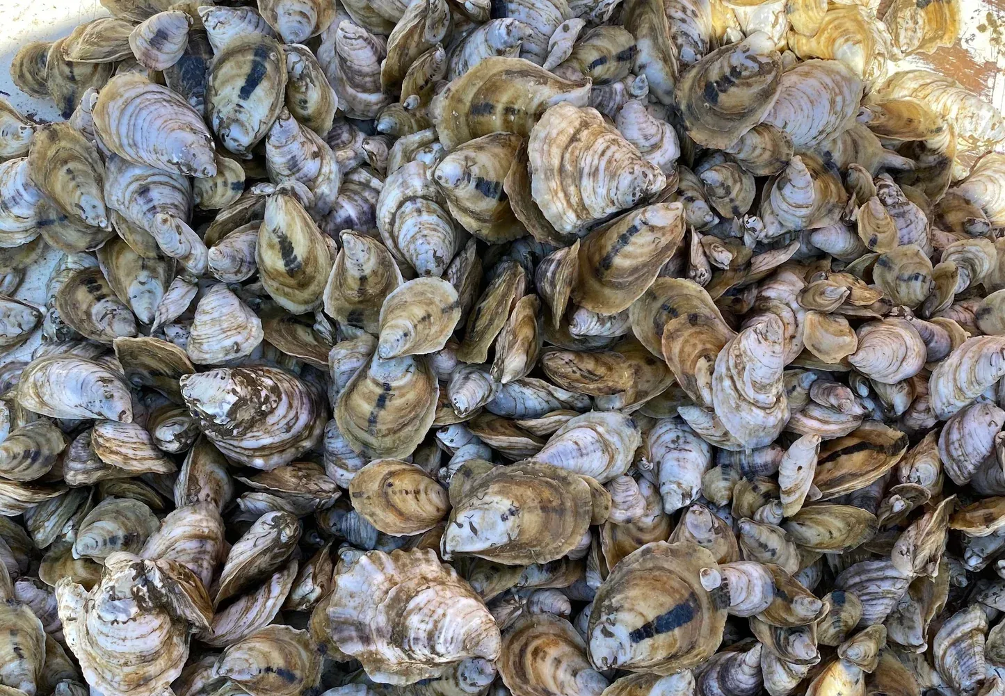 Oysters, Foie Gras, and Champagne: Symbolic Foods