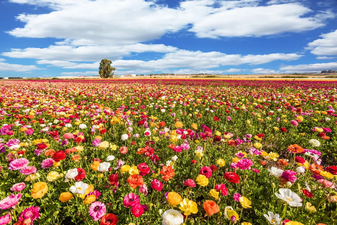 Spring: The Awakening Season