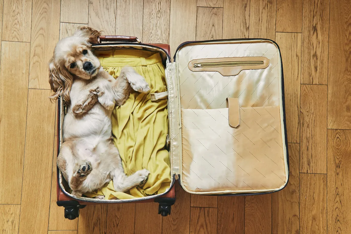 How Bordeaux Welcomes Travellers with Pets