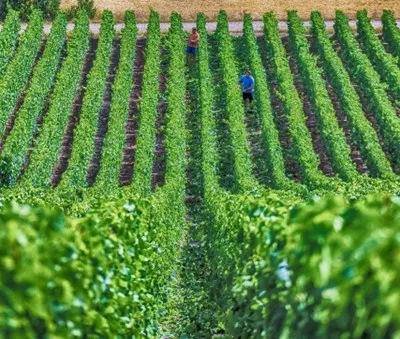 Things To Do in Bordeaux in September