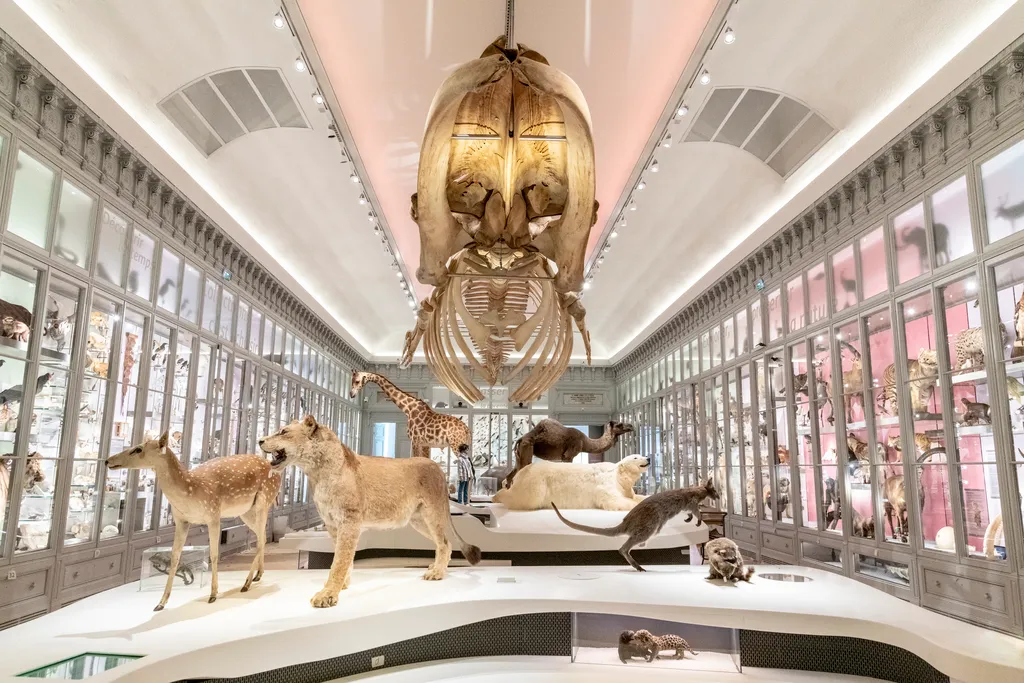 <strong>9. Muséum de Bordeaux – Science and Nature for All Ages</strong>