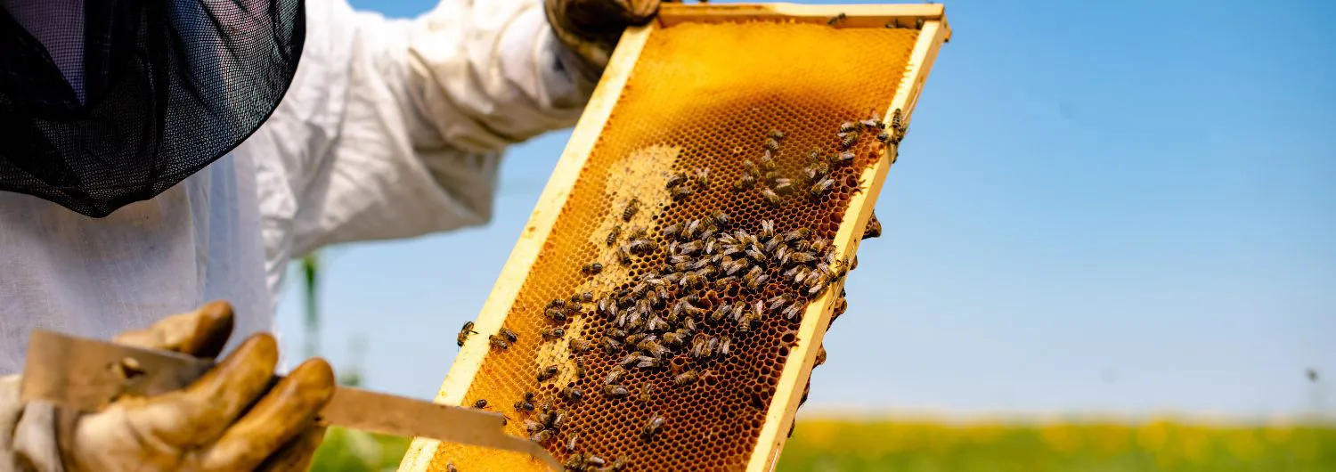 Beekeepers and the Taste of Local Honey