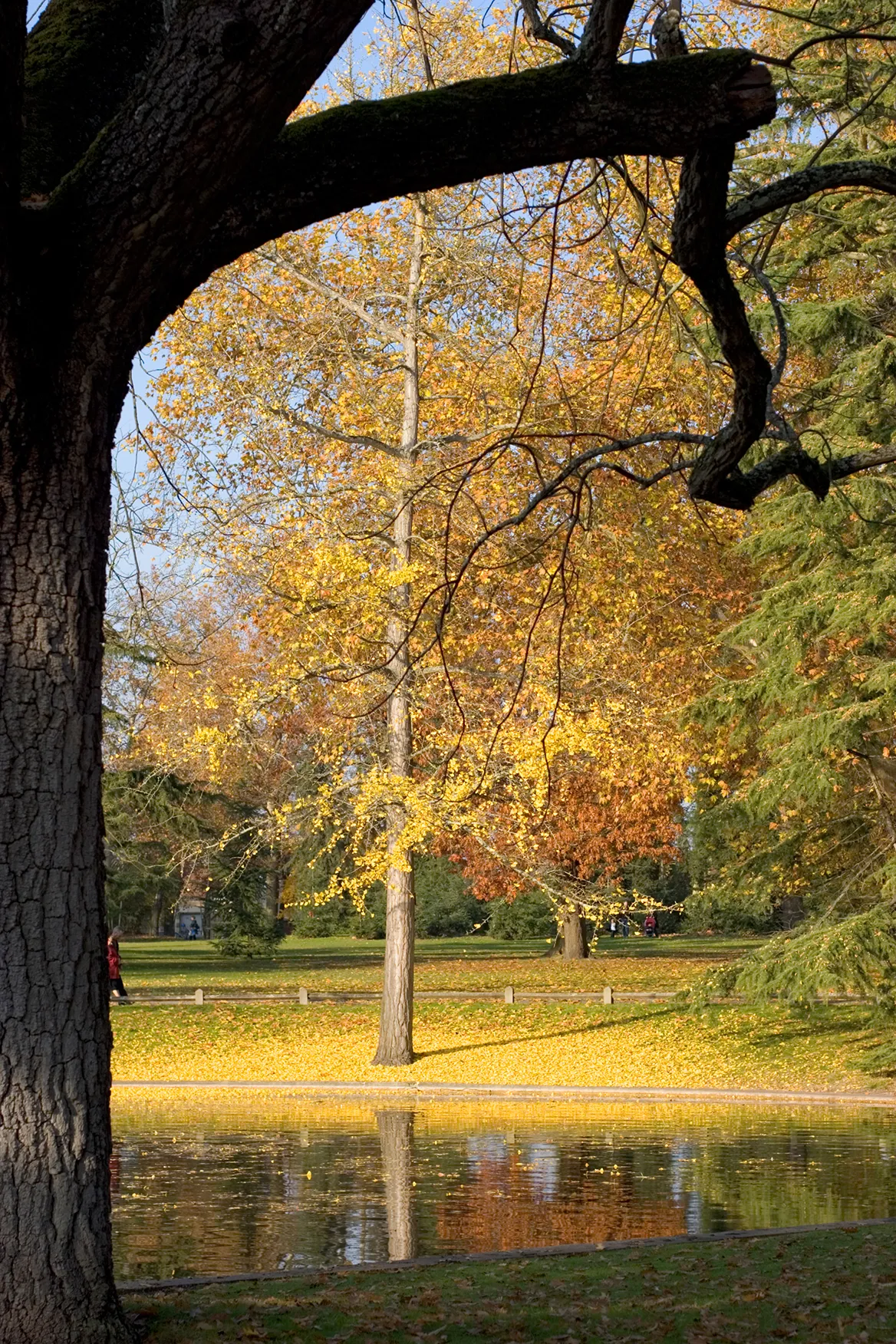 <strong>3. Parc Bordelais: A Peaceful Nature Walk in Caud&eacute;ran</strong>