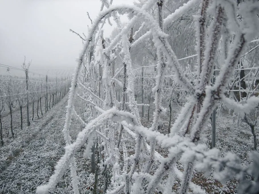 Beyond the City: Winter Walking in the Bordeaux Vineyards
